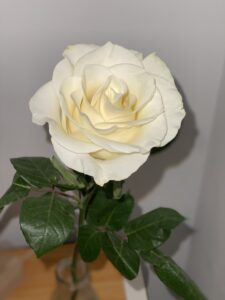 Tu rosa blanca: sanar el duelo perinatal desde el amor