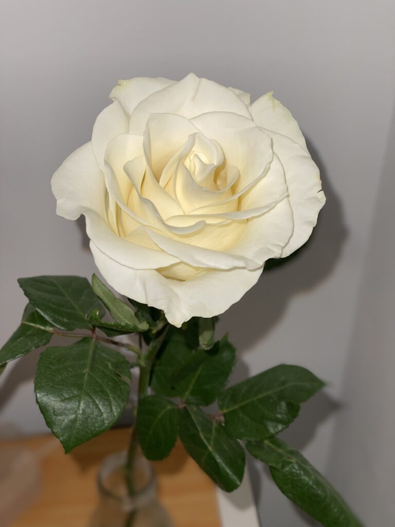 Rosa blanca como símbolo del duelo perinatal y el amor que permanece tras la pérdida de un bebé