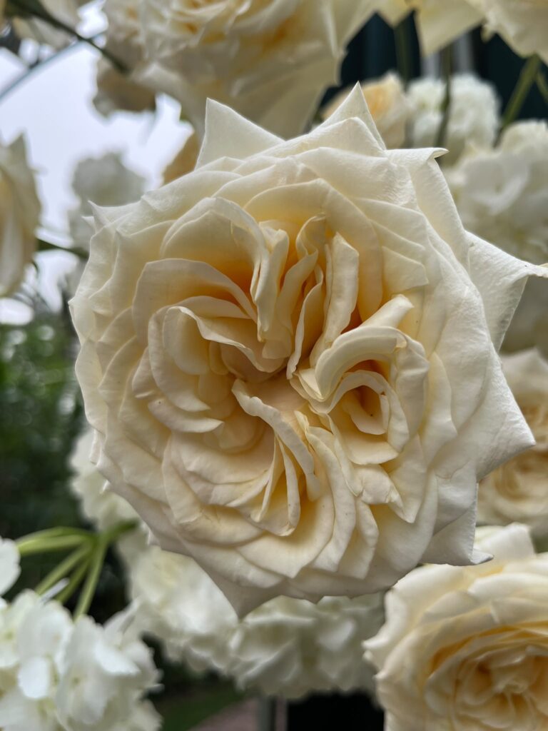 Rosa blanca como símbolo de esperanza, amor y duelo perinatal tras la pérdida de un bebé.